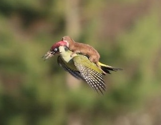 Weasel riding woodpecker